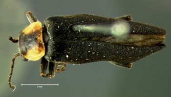 Media type: image;   Entomology 3409 Aspect: habitus dorsal view